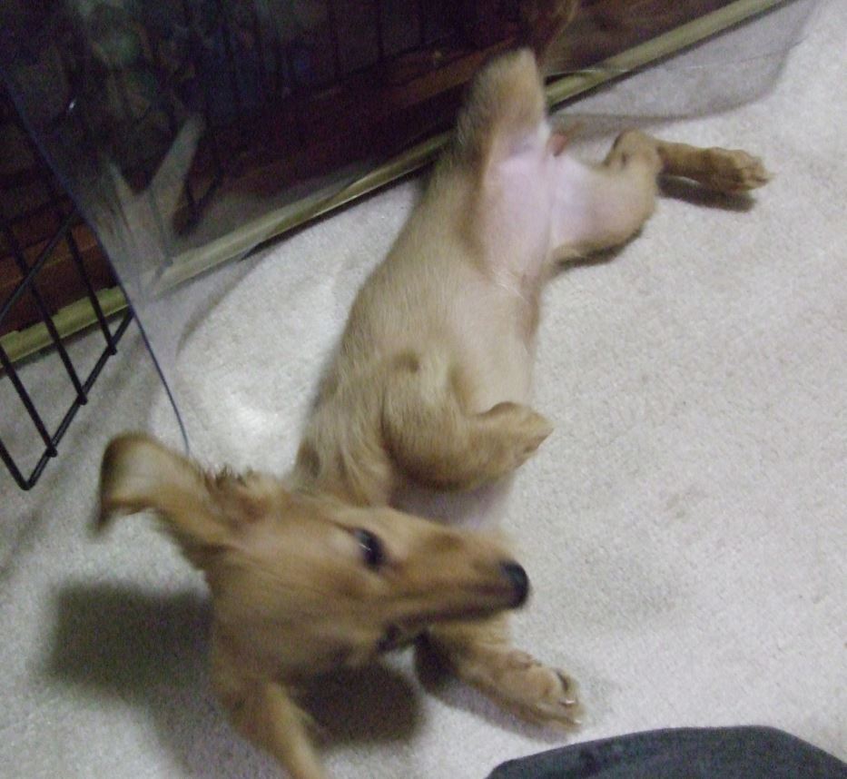 inu2008-02.JPG