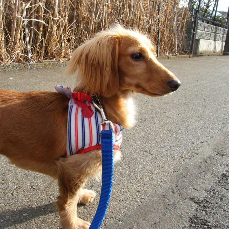 inu2009-01.JPG
